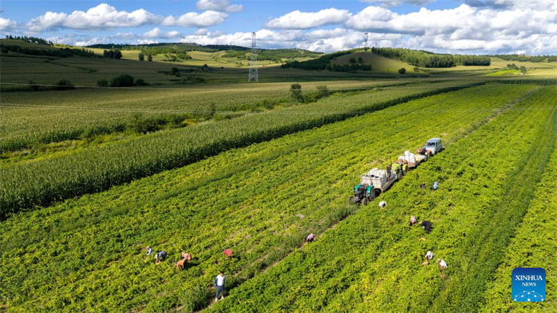 Mongolie intérieure : les physalis entrent dans la saison de la récolte à Hulun Buir