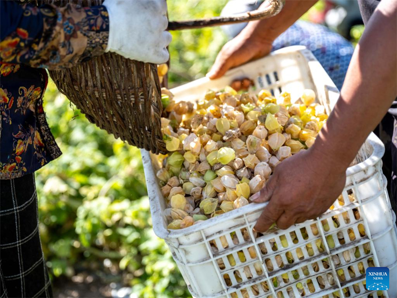 Mongolie intérieure : les physalis entrent dans la saison de la récolte à Hulun Buir