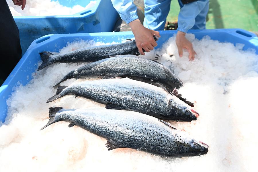 Un employé dispose des saumons de l'Atlantique sur un navire de transformation du saumon dans une zone expérimentale d'élevage piscicole à Qingdao, dans la province chinoise du Shandong (est), le 8 juin 2022. (Photo : Yu Fangping)