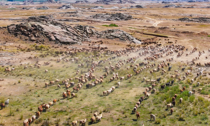 Xinjiang : La grande transhumance automnale du bétail à Altay