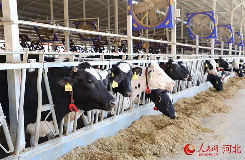 Hebei : la vie heureuse d'une vache sur la ferme Junlebao à Shijiazhuang