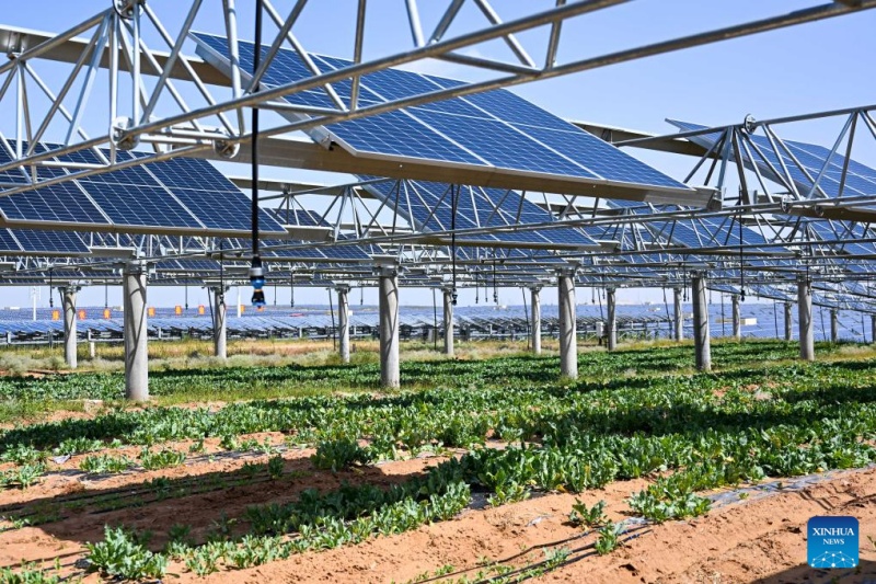 Mongolie intérieure : les projets photovoltaïques stimulent la réadaptation écologique et la croissance économique locales dans le désert de Kubuqi