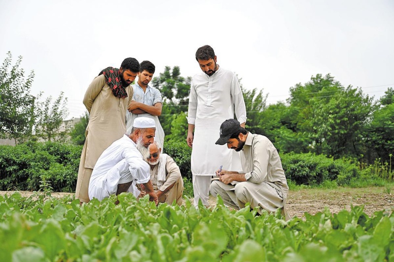 Au Pakistan, les semences chinoises offrent aux agriculteurs locaux une véritable « bouée de sauvetage »