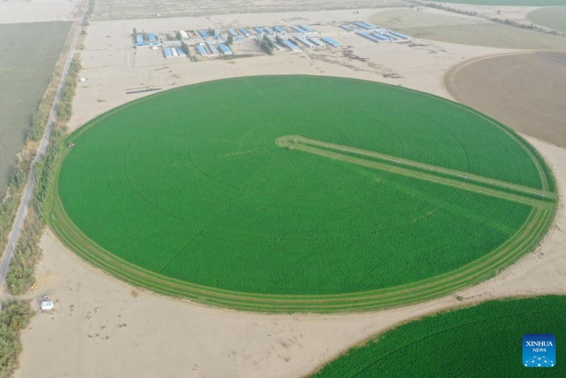 Photo aérienne prise par un drone le 10 septembre 2025 montrant une base de démonstration de plantation de luzerne dans le comté de Hotan de la préfecture de Hotan, dans la région autonome ouïgoure du Xinjiang (nord-ouest de la Chine). (Ding Lei/Xinhua)
