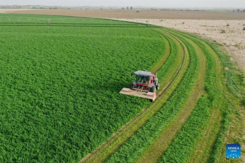 Xinjiang : la base de démonstration de plantation de la luzerne de Hotan, source d'approvisionnement stable en fourrage