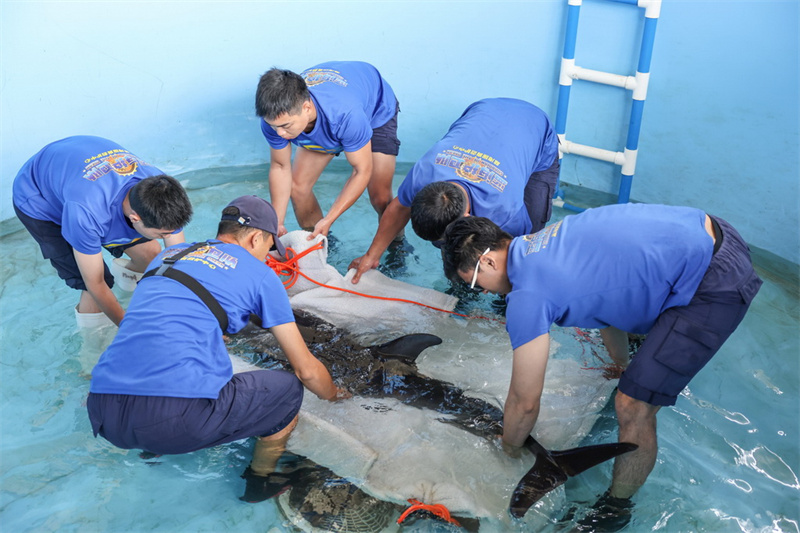 Hainan : un dauphin échoué relâché en mer au large de Wanning