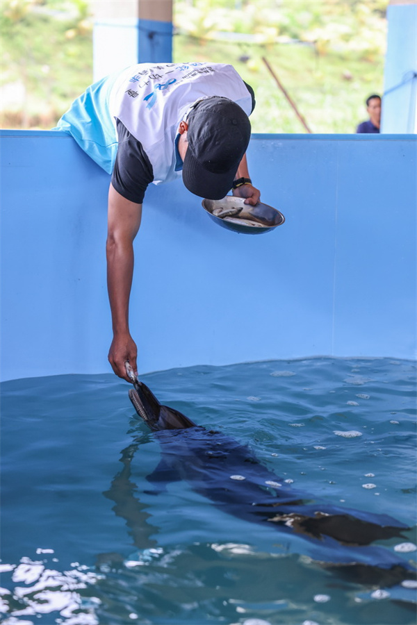 Hainan : un dauphin échoué relâché en mer au large de Wanning
