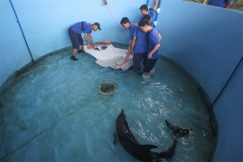 Hainan : un dauphin échoué relâché en mer au large de Wanning