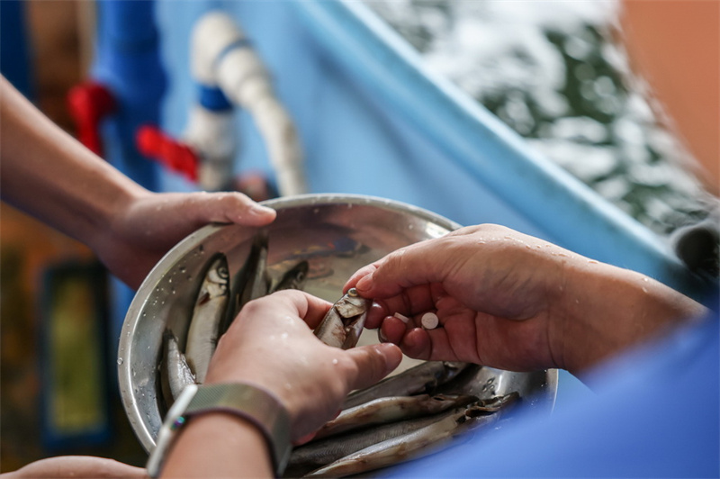 Hainan : un dauphin échoué relâché en mer au large de Wanning