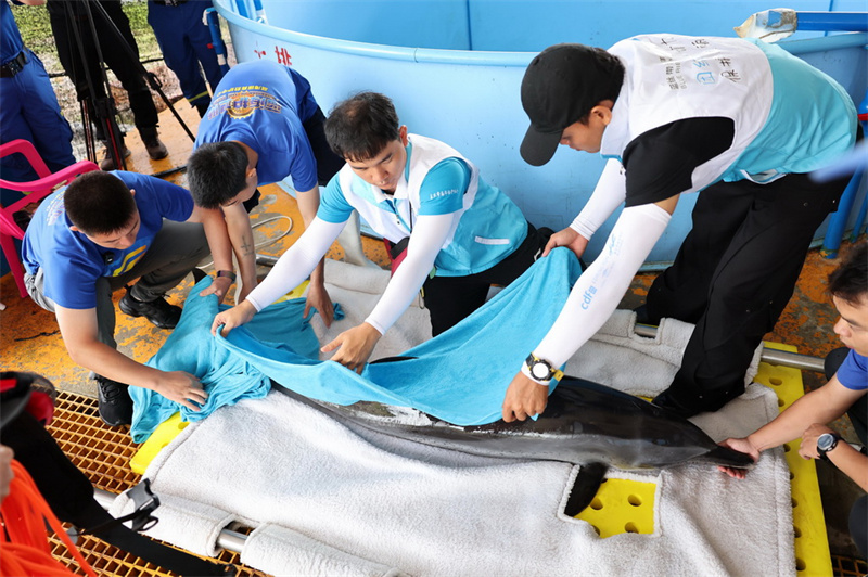 Hainan : un dauphin échoué relâché en mer au large de Wanning