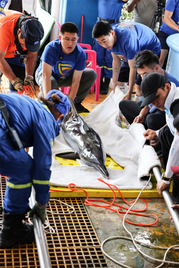 Hainan : un dauphin échoué relâché en mer au large de Wanning