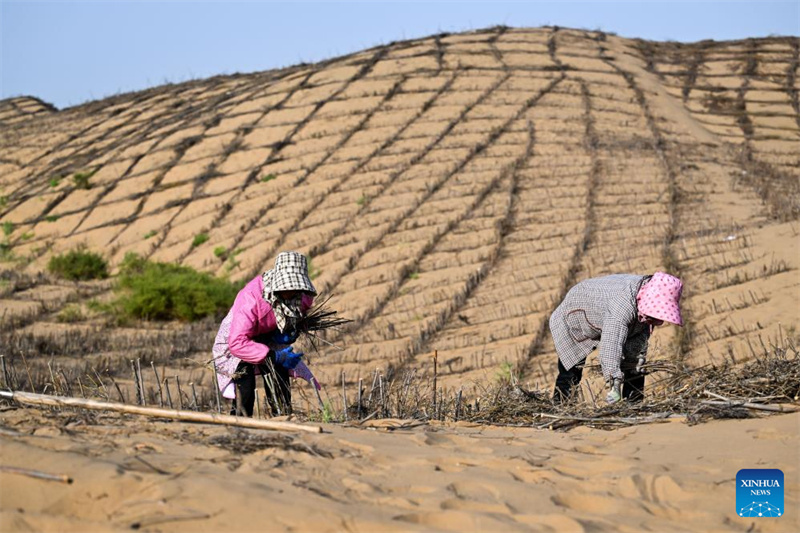 Mongolie intérieure : des projets de contrôle du sable lancés pour améliorer l'environnement écologique du désert de Kubuqi