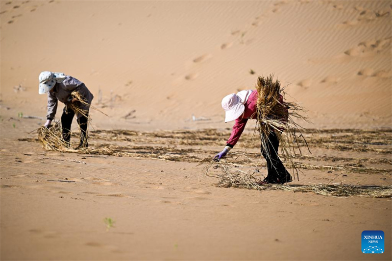 Mongolie intérieure : des projets de contrôle du sable lancés pour améliorer l'environnement écologique du désert de Kubuqi