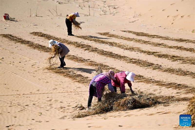 Mongolie intérieure : des projets de contrôle du sable lancés pour améliorer l'environnement écologique du désert de Kubuqi