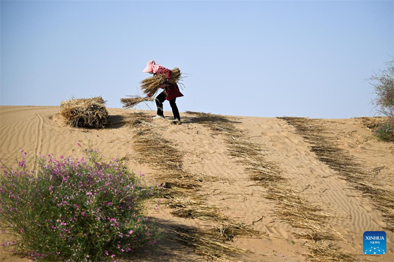 Mongolie intérieure : des projets de contrôle du sable lancés pour améliorer l'environnement écologique du désert de Kubuqi
