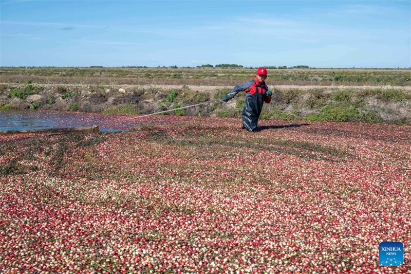 Heilongjiang : le festival de la récolte de canneberges de Fuyuan
