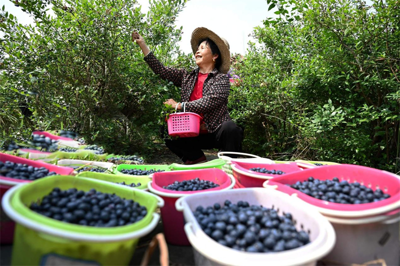 Les prix des fruits en Chine deviennent plus abordables