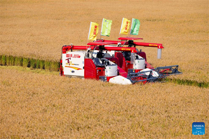 Heilongjiang : le « grenier à céréales » de la Chine entre dans la saison de récolte d'automne