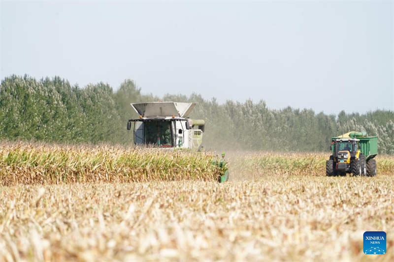 Heilongjiang : le « grenier à céréales » de la Chine entre dans la saison de récolte d'automne
