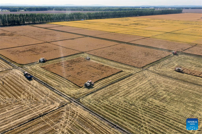 Heilongjiang : le « grenier à céréales » de la Chine entre dans la saison de récolte d'automne