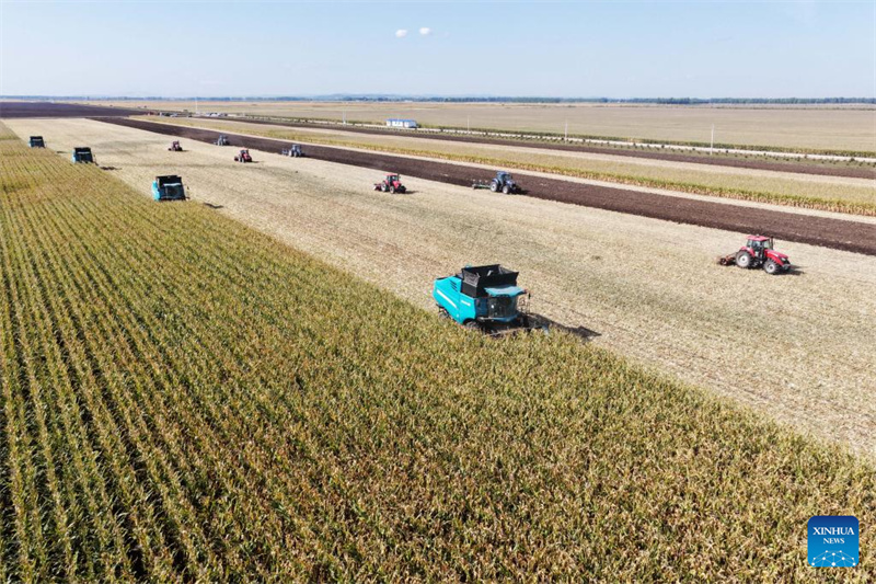 Heilongjiang : le « grenier à céréales » de la Chine entre dans la saison de récolte d'automne