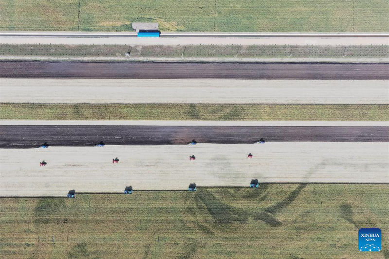 Heilongjiang : le « grenier à céréales » de la Chine entre dans la saison de récolte d'automne