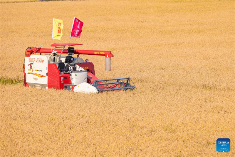 Heilongjiang : le « grenier à céréales » de la Chine entre dans la saison de récolte d'automne
