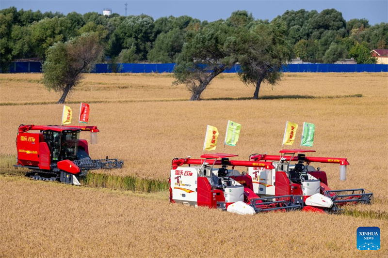 Heilongjiang : le « grenier à céréales » de la Chine entre dans la saison de récolte d'automne