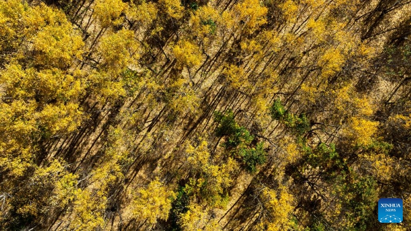 Mongolie intérieure : les magnifiques paysages d'automne de la Bannière de Horqin