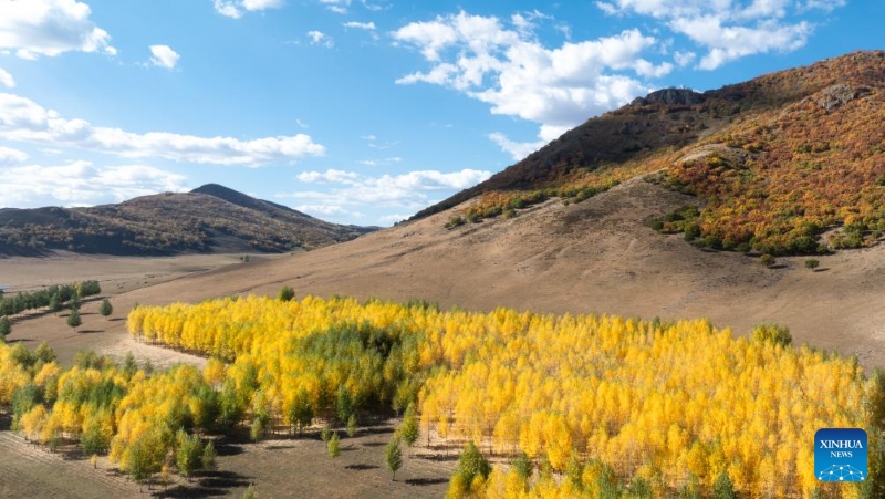 Mongolie intérieure : les magnifiques paysages d'automne de la Bannière de Horqin