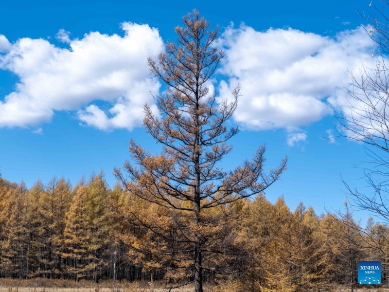 Mongolie intérieure : les magnifiques paysages d'automne de la Bannière de Horqin