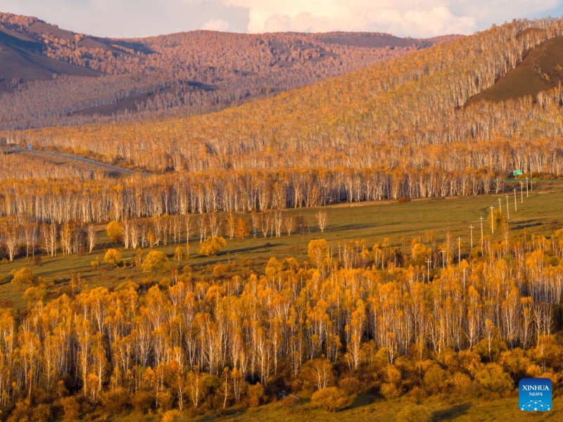 Mongolie intérieure : les magnifiques paysages d'automne de la Bannière de Horqin