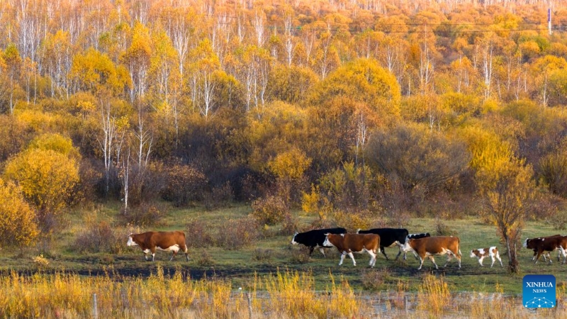 Mongolie intérieure : les magnifiques paysages d'automne de la Bannière de Horqin