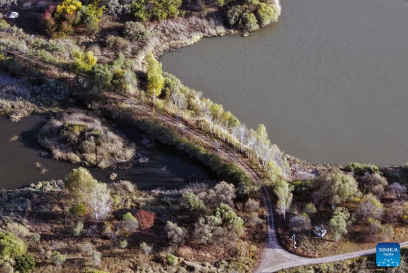 Heilongjiang  :  les paysages d'automne du parc des zones humides de Harbin
