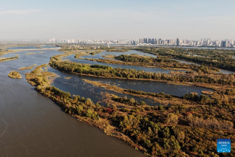 Heilongjiang  :  les paysages d'automne du parc des zones humides de Harbin