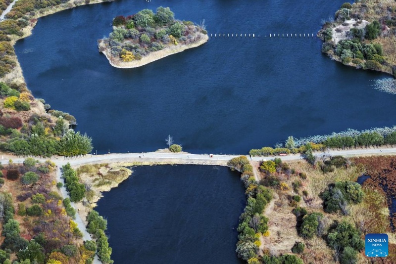 Heilongjiang  :  les paysages d'automne du parc des zones humides de Harbin