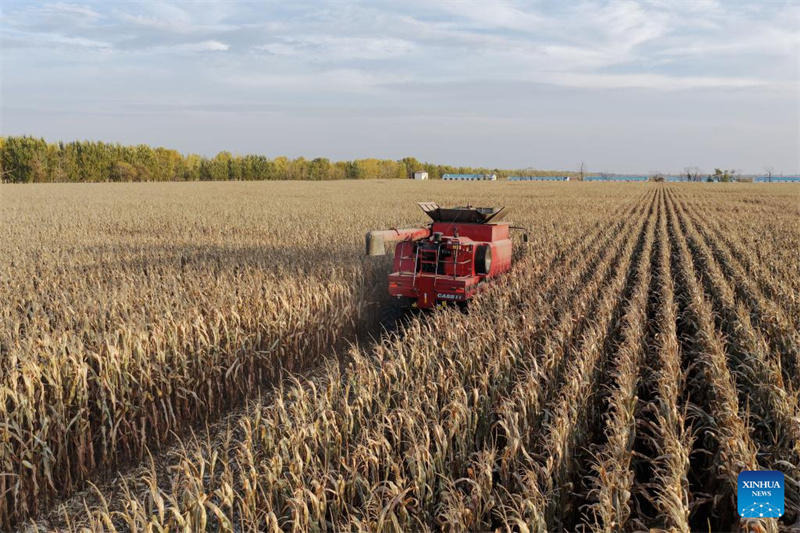 Heilongjiang :  la saison des récoltes d'automne a commencé