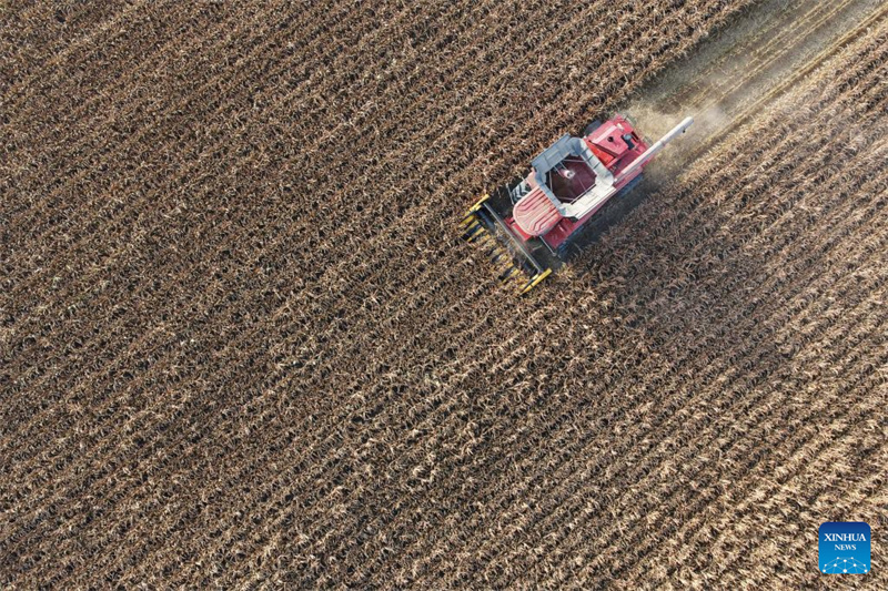 Heilongjiang :  la saison des récoltes d'automne a commencé