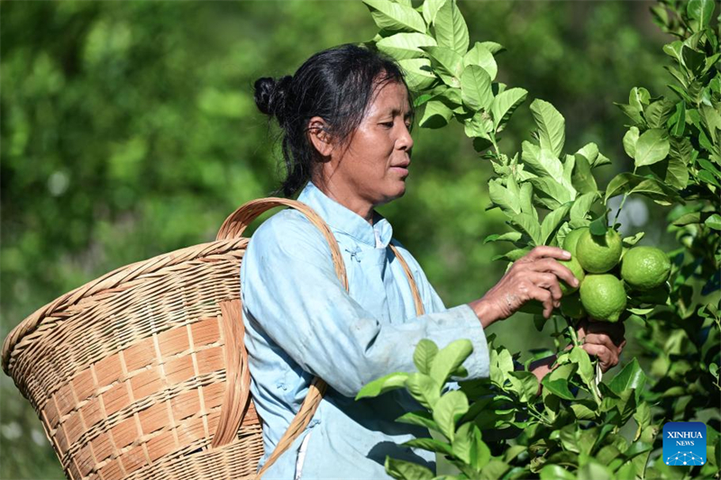 Une villageoise cueille des citrons dans le canton de Zhexiang du comté de Wangmo, dans la préfecture autonome Bouyei-Miao de Qianxinan de la province du Guizhou (sud-ouest de la Chine), le 15 octobre 2025. (Photo/Xinhua)