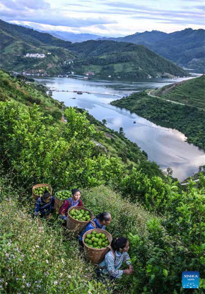 Guizhou : le canton de Zhexiang transforme le citron en une industrie locale importante