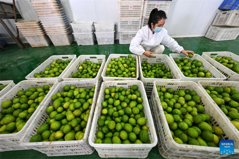 Guizhou : le canton de Zhexiang transforme le citron en une industrie locale importante