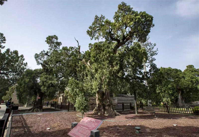 Des cyprès anciens au temple de Cangjie, dans le comté de Baishui, à Weinan, dans la province du Shaanxi (nord-ouest de la Chine). (Photo / Peng Yipeng)