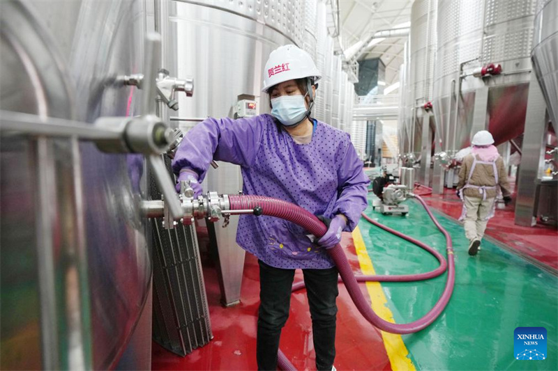 Ningxia : la ville de Minning prospère grâce au vin dans un contexte de transformation écologique