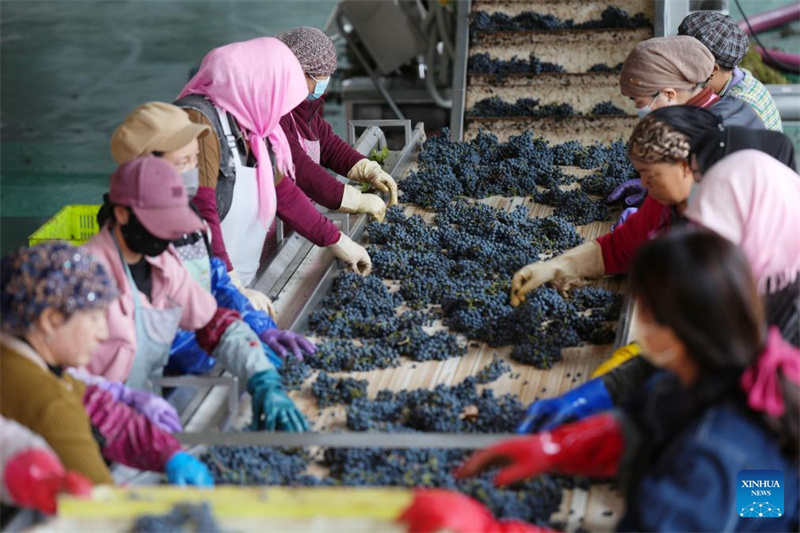 Ningxia : la ville de Minning prospère grâce au vin dans un contexte de transformation écologique