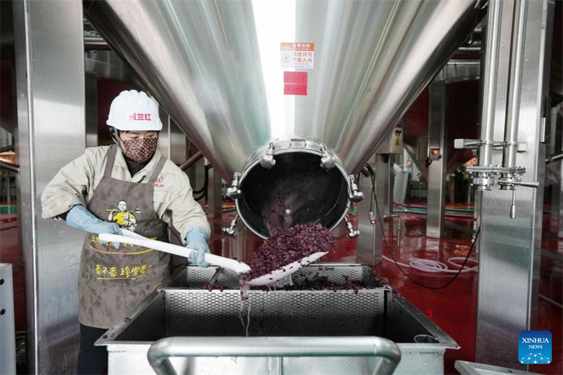 Ningxia : la ville de Minning prospère grâce au vin dans un contexte de transformation écologique