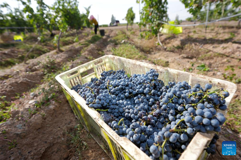 Ningxia : la ville de Minning prospère grâce au vin dans un contexte de transformation écologique