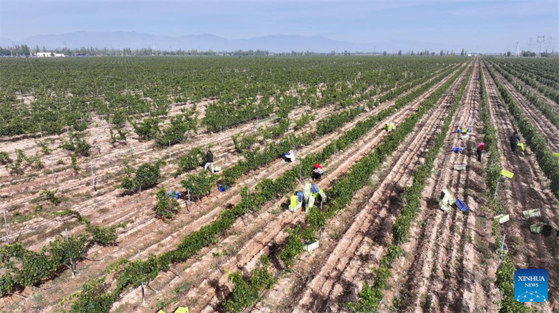 Ningxia : la ville de Minning prospère grâce au vin dans un contexte de transformation écologique