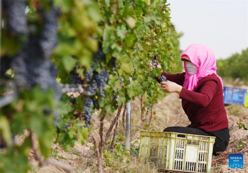 Ningxia : la ville de Minning prospère grâce au vin dans un contexte de transformation écologique