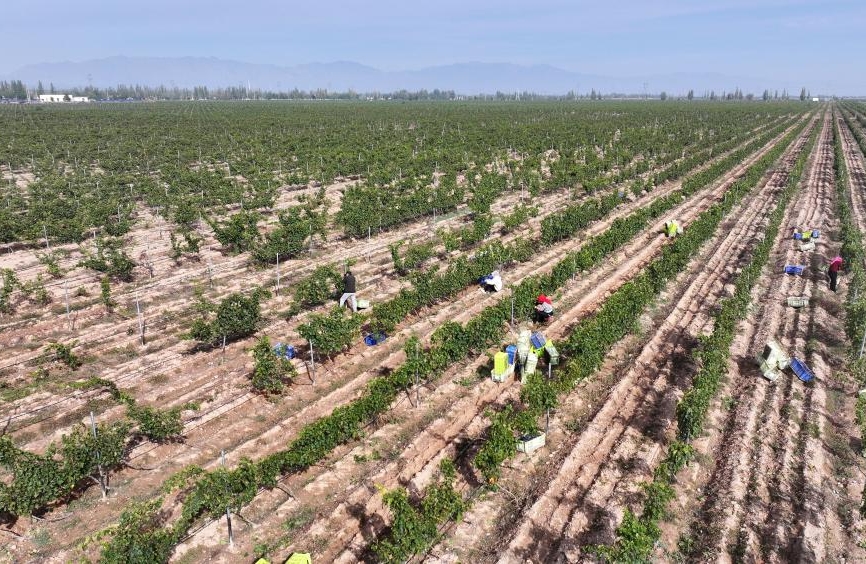 Ningxia : la ville de Minning prospère grâce au vin dans un contexte de transformation écologique