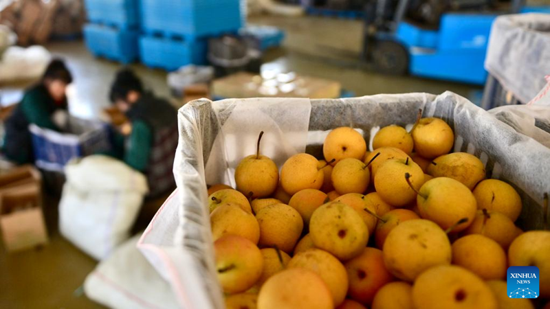 Liaoning : les entreprises de transformation de poires Nanguo de Haicheng entrent dans la haute saison de production